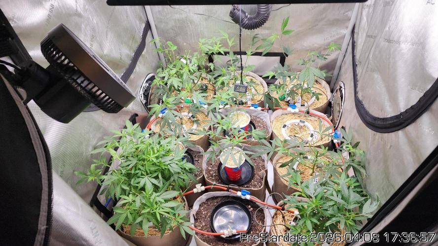Chill Out OG - MrGrowIt - FabricPotScrog. Week 23