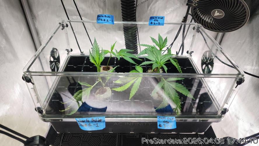 Chill Out OG - MrGrowIt - FabricPotScrog. Week 23
