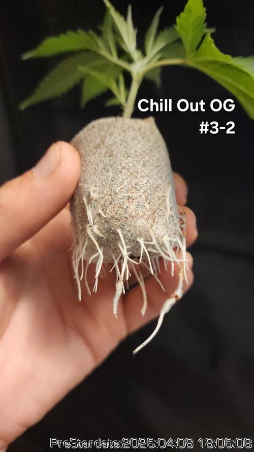 Chill Out OG - MrGrowIt - FabricPotScrog. Week 23