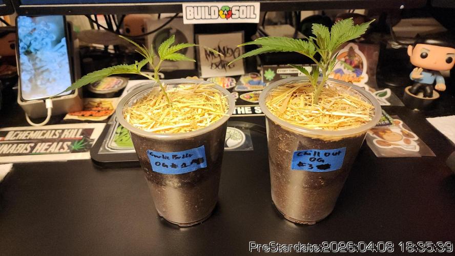 Chill Out OG - MrGrowIt - FabricPotScrog. Week 23