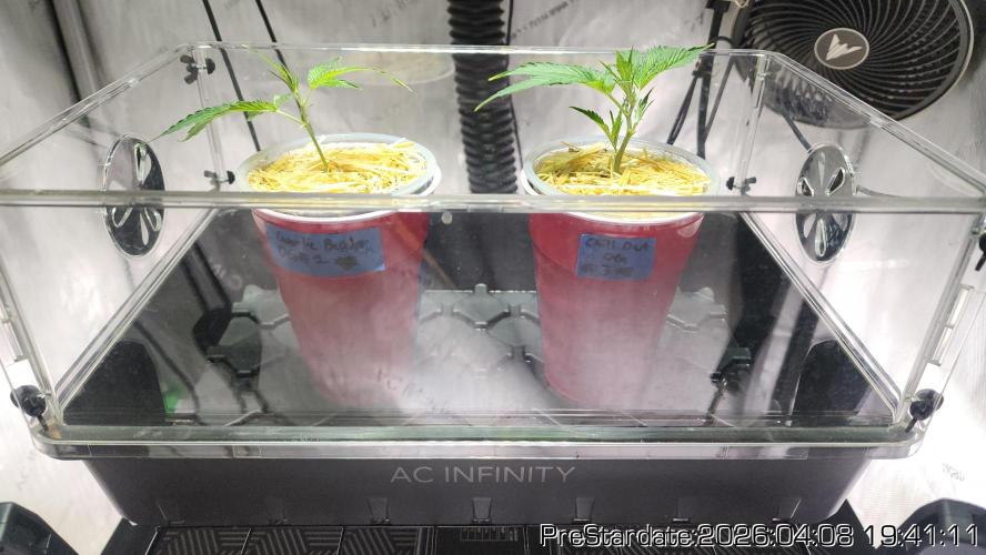 Chill Out OG - MrGrowIt - FabricPotScrog. Week 23