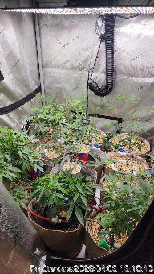 Chill Out OG - MrGrowIt - FabricPotScrog. Week 23