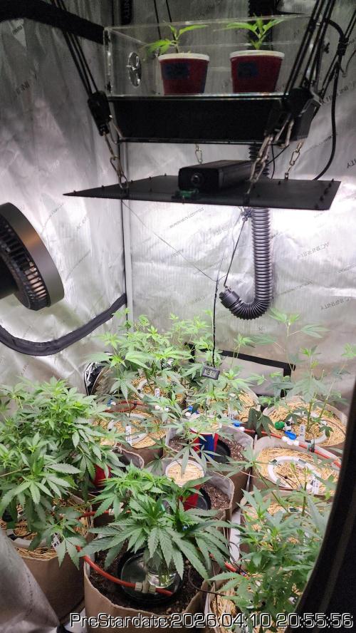 Chill Out OG - MrGrowIt - FabricPotScrog. Week 23