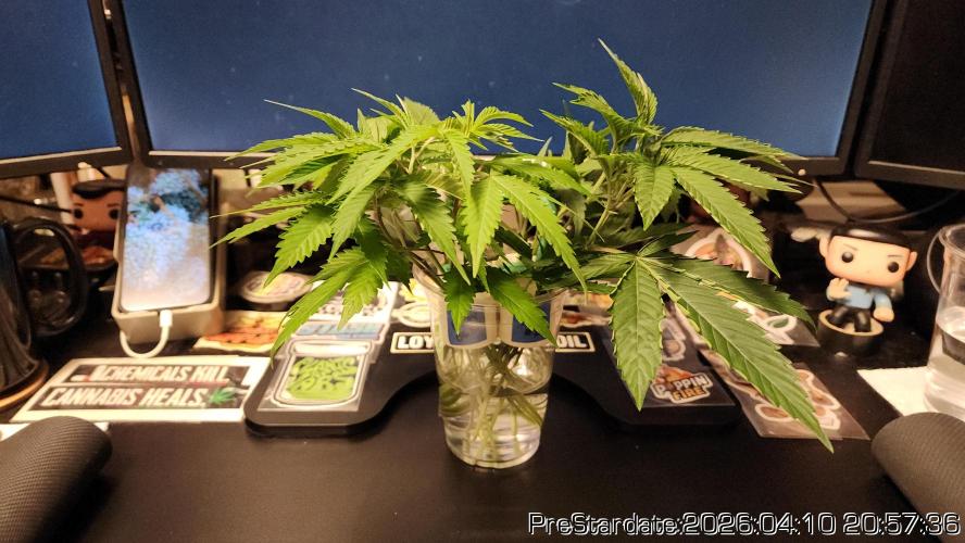 Chill Out OG - MrGrowIt - FabricPotScrog. Week 23