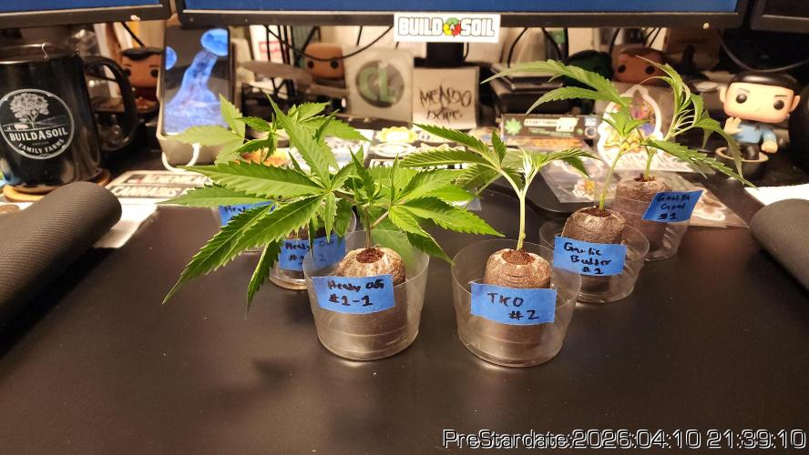 Chill Out OG - MrGrowIt - FabricPotScrog. Week 23