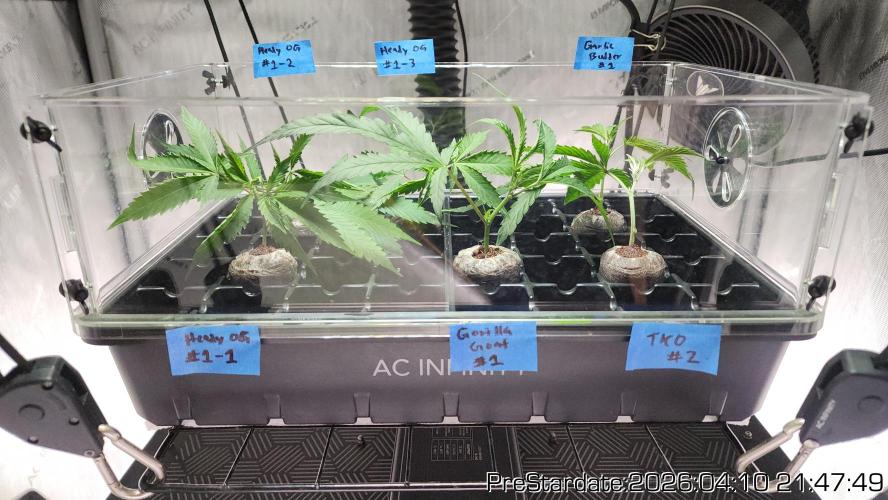 Chill Out OG - MrGrowIt - FabricPotScrog. Week 23