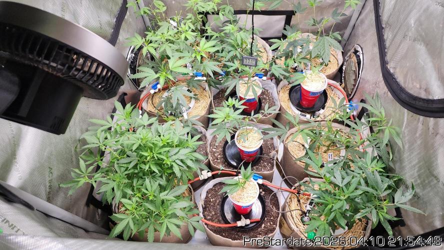 Chill Out OG - MrGrowIt - FabricPotScrog. Week 23