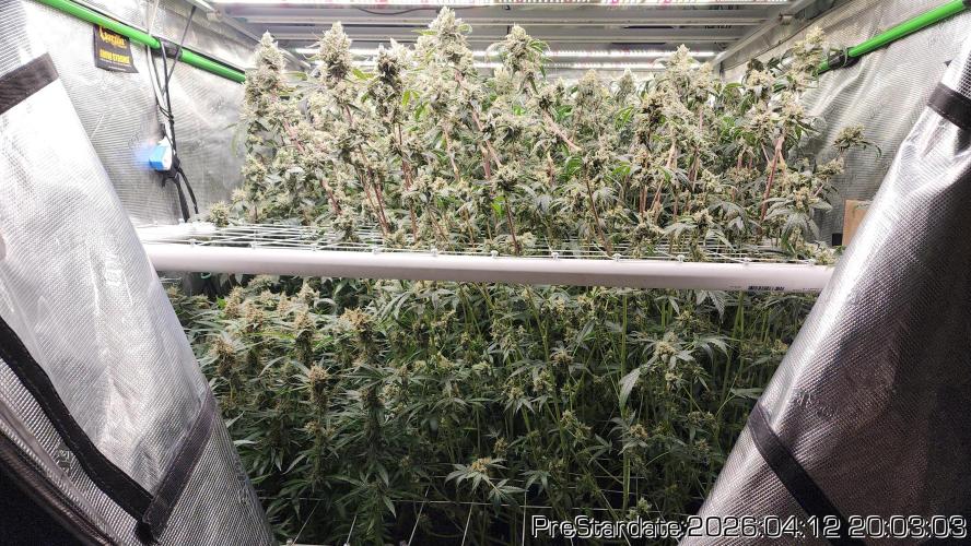 Chill Out OG - MrGrowIt - FabricPotScrog. Week 23