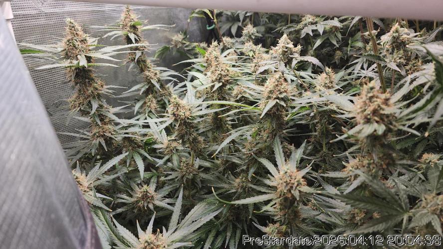 Chill Out OG - MrGrowIt - FabricPotScrog. Week 23
