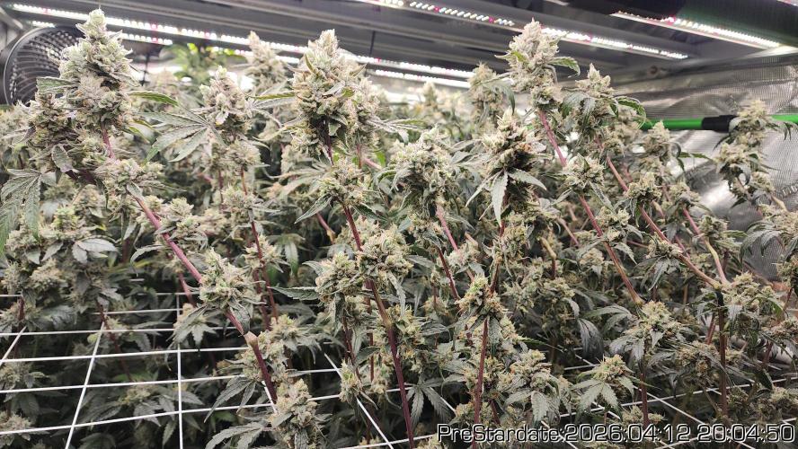 Chill Out OG - MrGrowIt - FabricPotScrog. Week 23