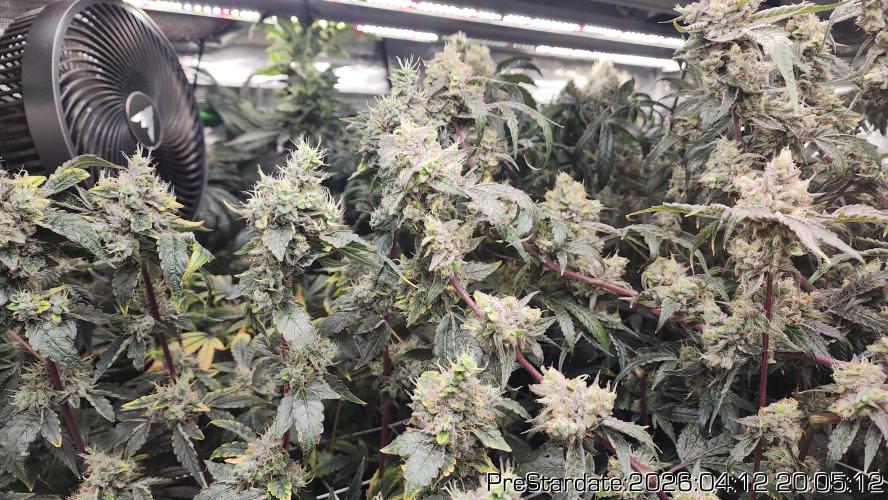 Chill Out OG - MrGrowIt - FabricPotScrog. Week 23