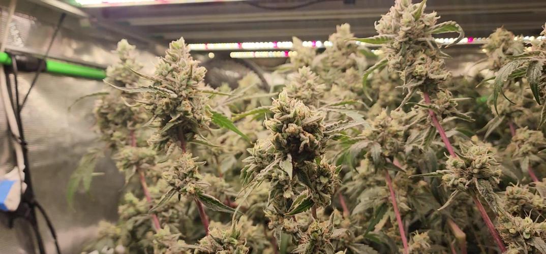 Chill Out OG - MrGrowIt - FabricPotScrog
