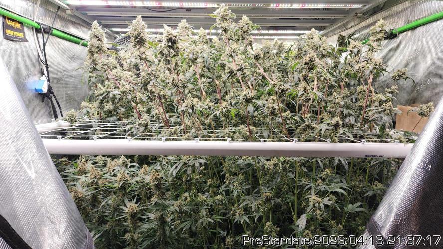 Chill Out OG - MrGrowIt - FabricPotScrog. Week 24