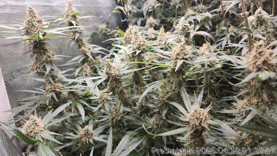 Chill Out OG - MrGrowIt - FabricPotScrog. Week 24