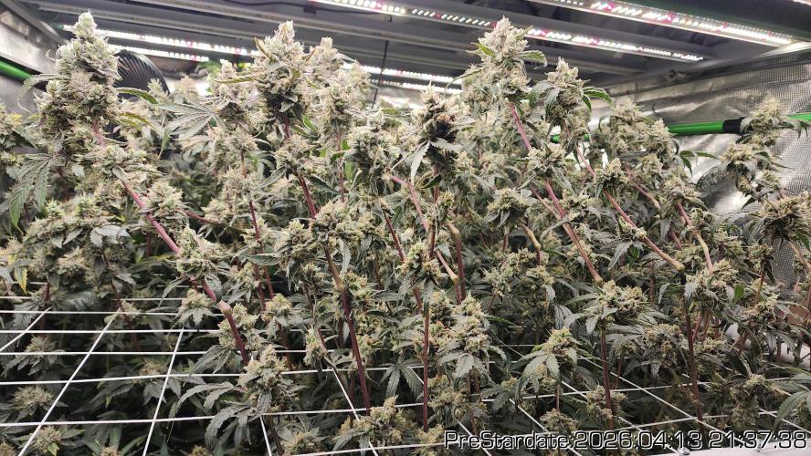 Chill Out OG - MrGrowIt - FabricPotScrog. Week 24