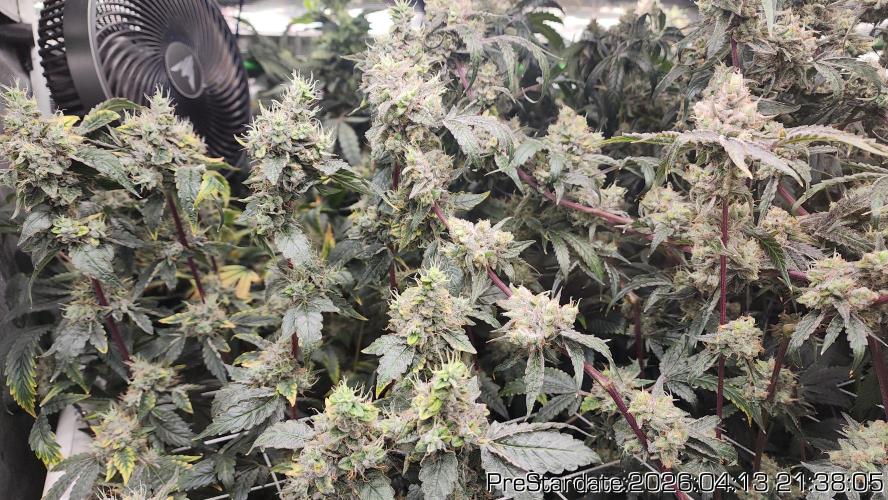 Chill Out OG - MrGrowIt - FabricPotScrog. Week 24