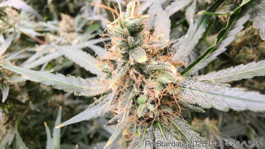 Chill Out OG - MrGrowIt - FabricPotScrog. Week 24
