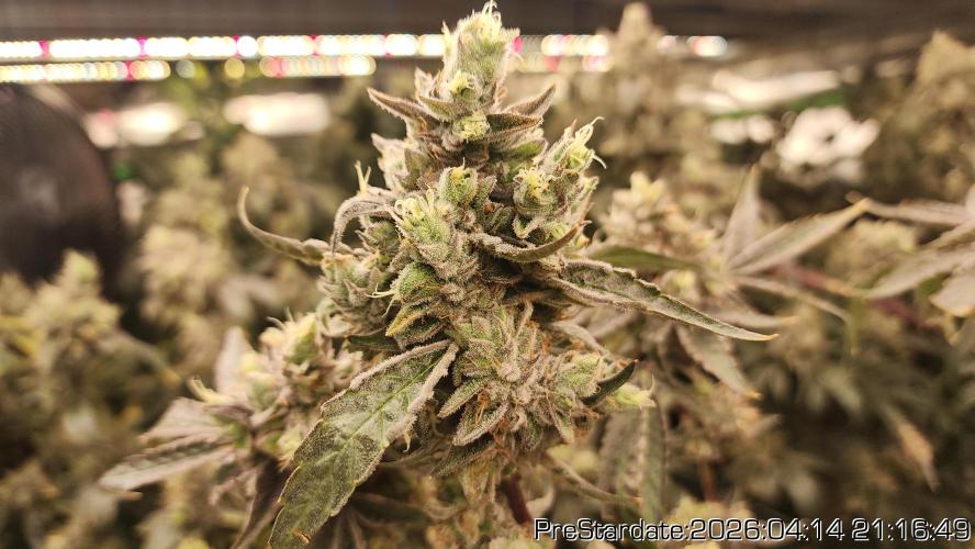 Chill Out OG - MrGrowIt - FabricPotScrog. Week 24