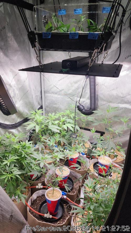 Chill Out OG - MrGrowIt - FabricPotScrog. Week 24