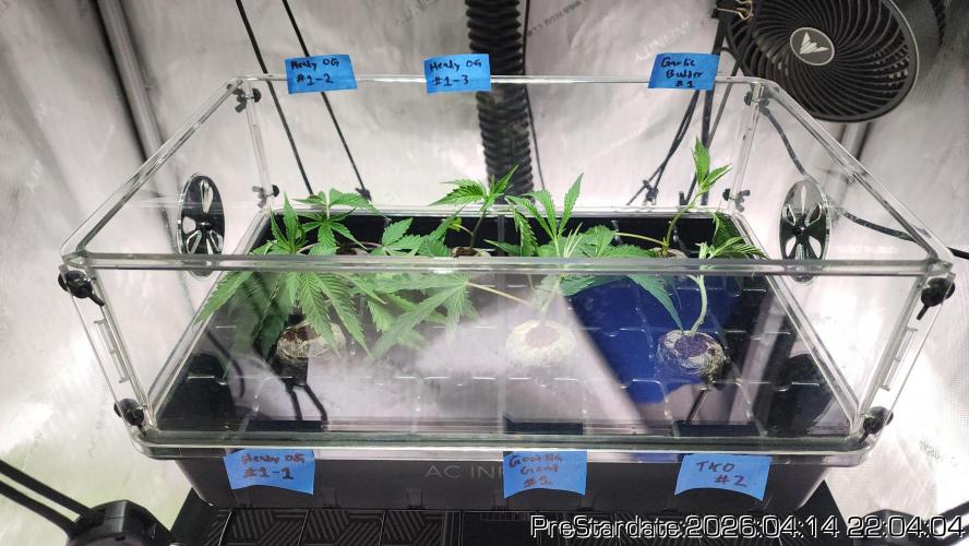Chill Out OG - MrGrowIt - FabricPotScrog. Week 24