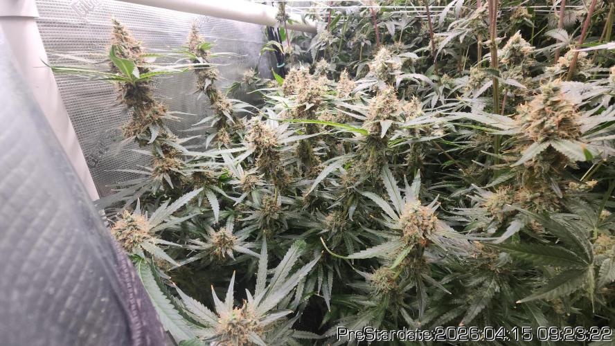 Chill Out OG - MrGrowIt - FabricPotScrog. Week 24