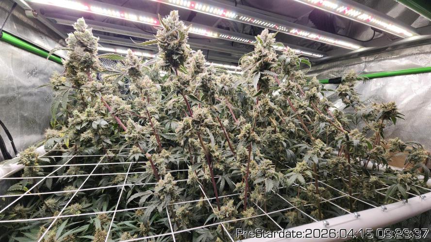 Chill Out OG - MrGrowIt - FabricPotScrog. Week 24