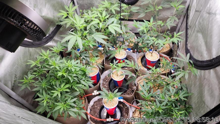 Chill Out OG - MrGrowIt - FabricPotScrog. Week 24