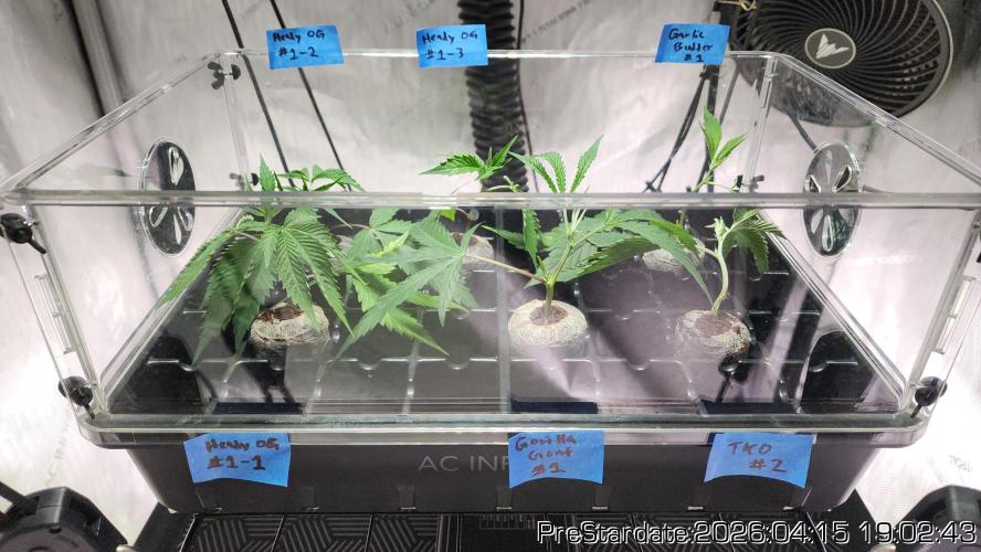 Chill Out OG - MrGrowIt - FabricPotScrog. Week 24