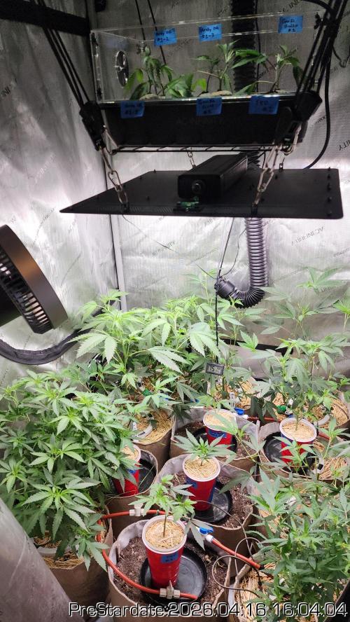 Chill Out OG - MrGrowIt - FabricPotScrog. Week 24