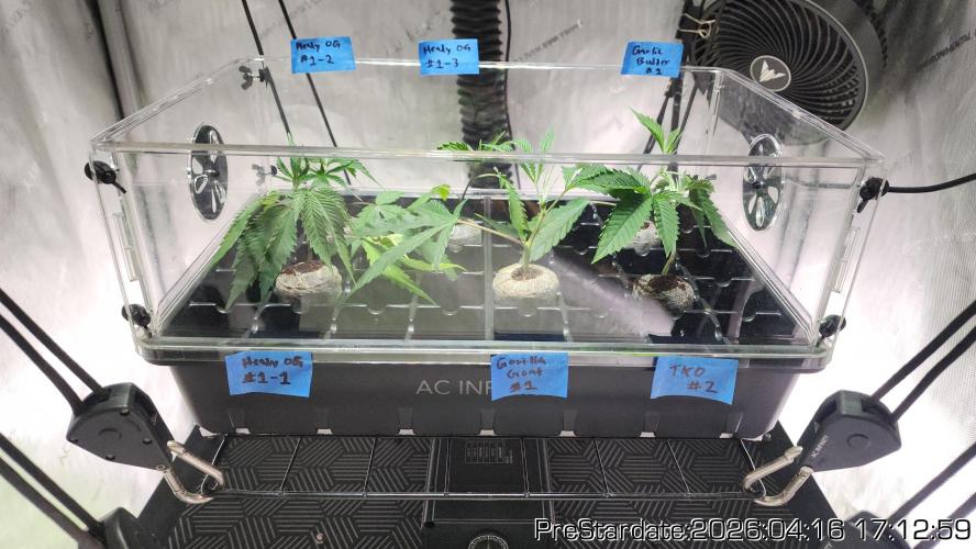 Chill Out OG - MrGrowIt - FabricPotScrog. Week 24