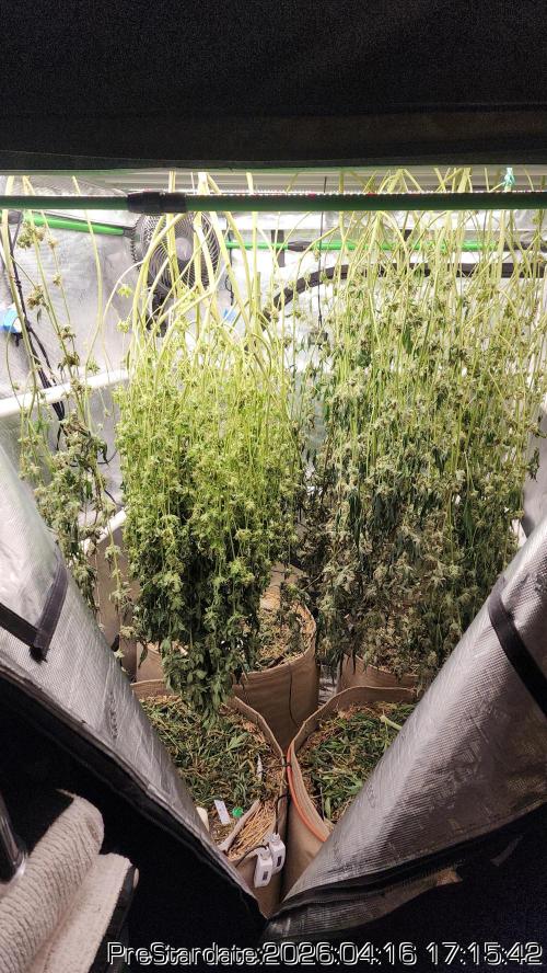 Chill Out OG - MrGrowIt - FabricPotScrog. Week 24