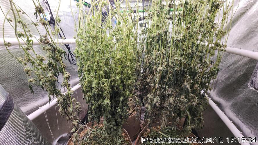 Chill Out OG - MrGrowIt - FabricPotScrog. Week 24