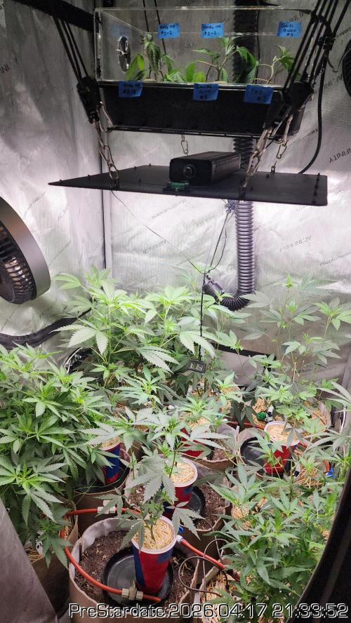Chill Out OG - MrGrowIt - FabricPotScrog. Week 24