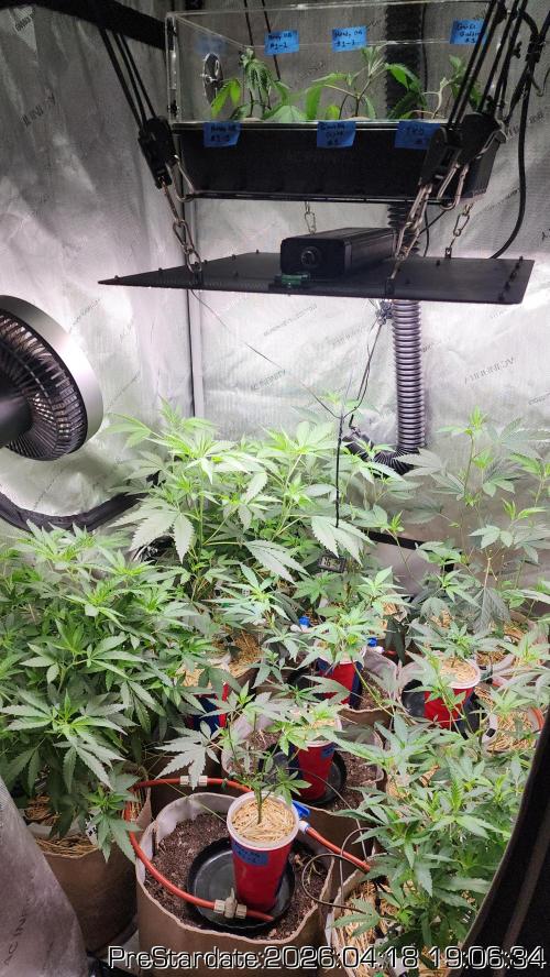 Chill Out OG - MrGrowIt - FabricPotScrog. Week 24