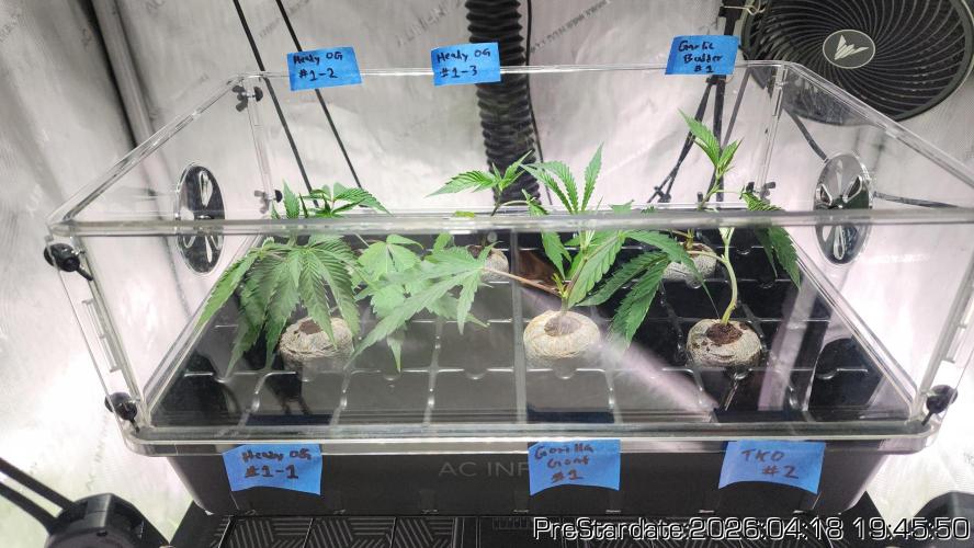 Chill Out OG - MrGrowIt - FabricPotScrog. Week 24