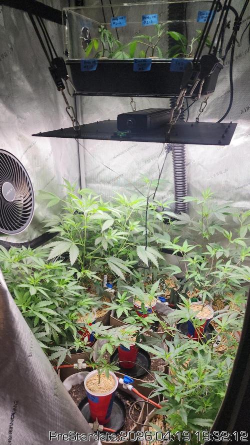 Chill Out OG - MrGrowIt - FabricPotScrog. Week 24