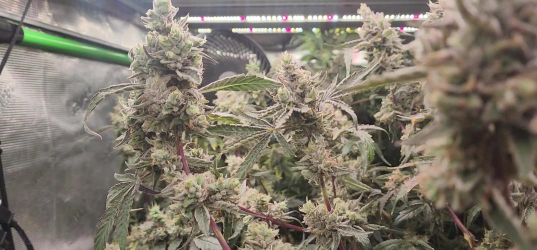 Chill Out OG - MrGrowIt - FabricPotScrog