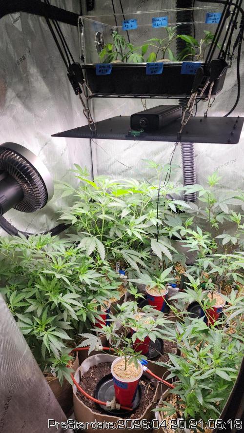 Chill Out OG - MrGrowIt - FabricPotScrog. Week 25