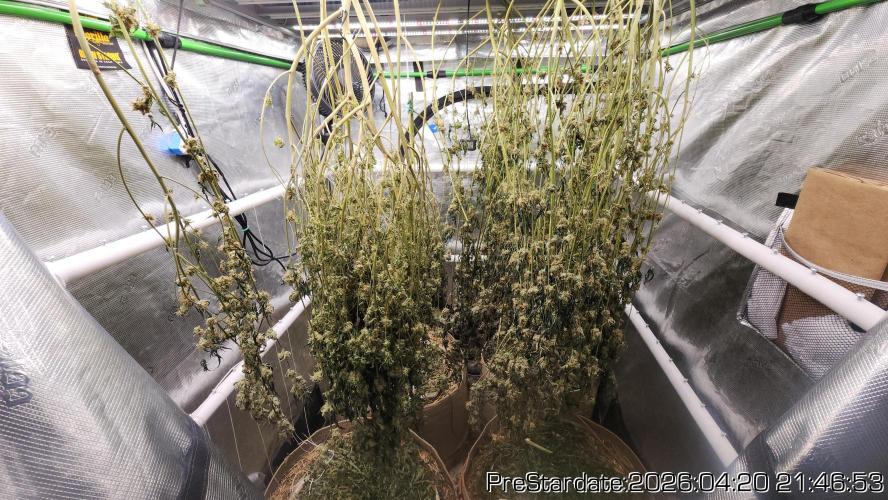Chill Out OG - MrGrowIt - FabricPotScrog. Week 25