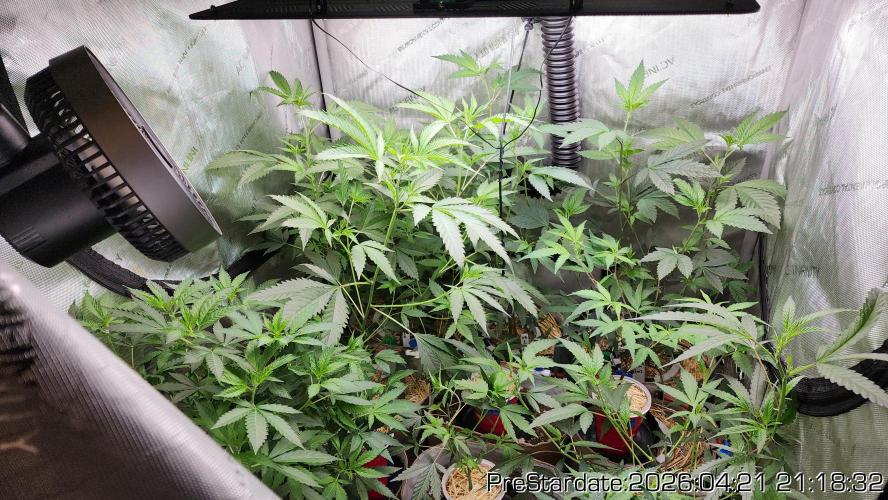 Chill Out OG - MrGrowIt - FabricPotScrog. Week 25