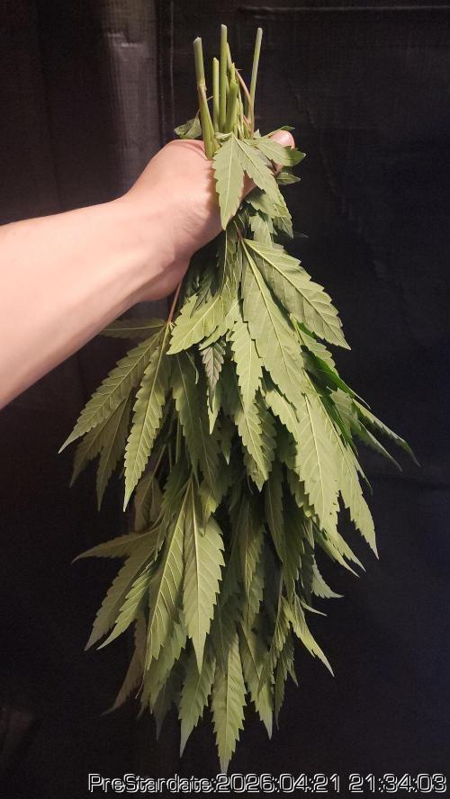 Chill Out OG - MrGrowIt - FabricPotScrog. Week 25