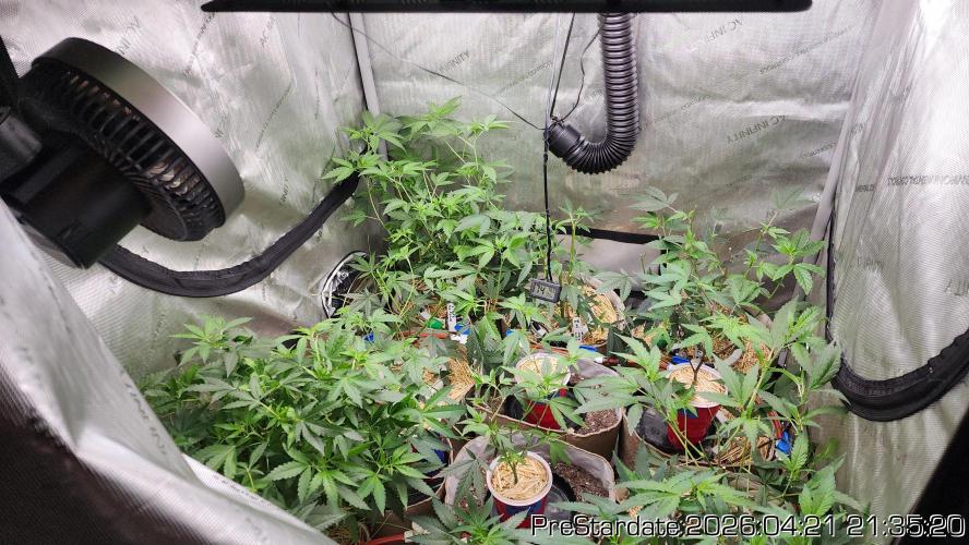 Chill Out OG - MrGrowIt - FabricPotScrog. Week 25