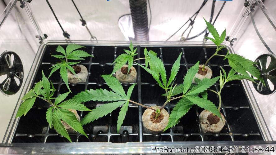 Chill Out OG - MrGrowIt - FabricPotScrog. Week 25