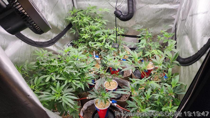 Chill Out OG - MrGrowIt - FabricPotScrog. Week 25