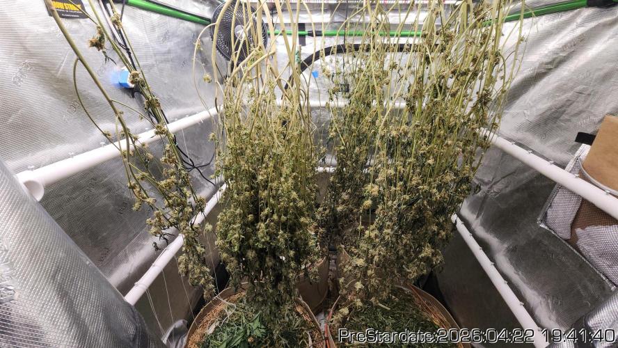 Chill Out OG - MrGrowIt - FabricPotScrog. Week 25