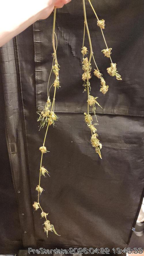 Chill Out OG - MrGrowIt - FabricPotScrog. Week 25