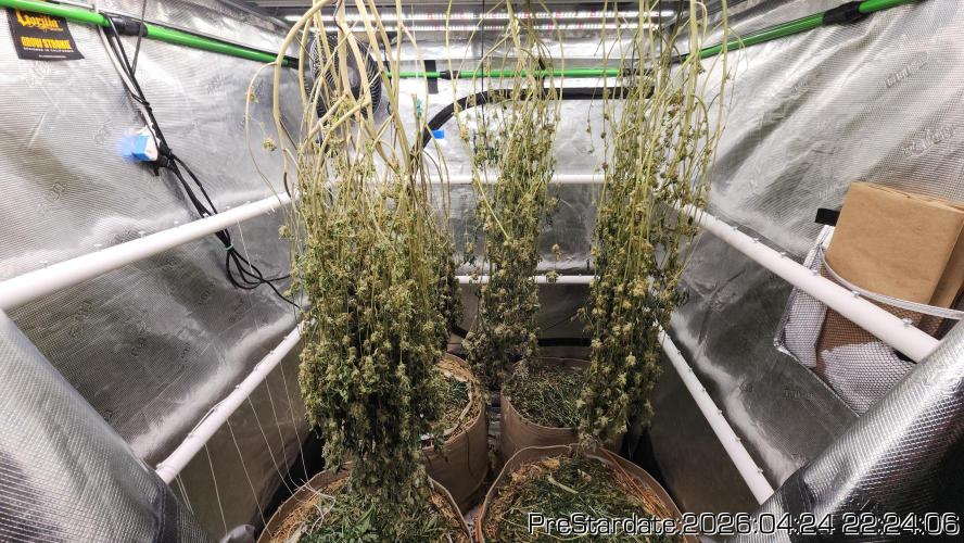 Chill Out OG - MrGrowIt - FabricPotScrog. Week 25
