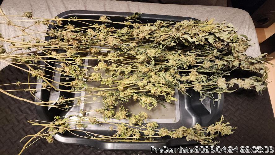 Chill Out OG - MrGrowIt - FabricPotScrog. Week 25