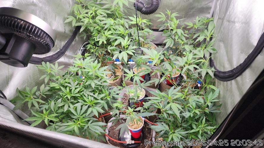 Chill Out OG - MrGrowIt - FabricPotScrog. Week 25