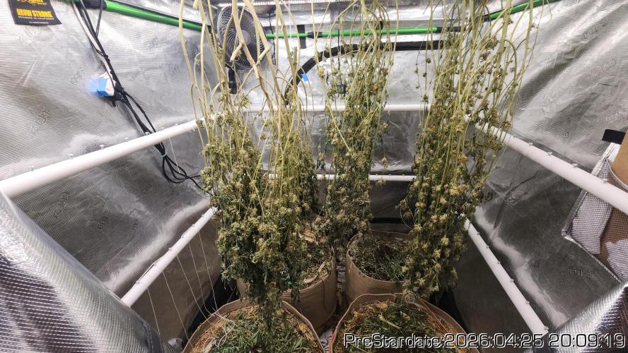 Chill Out OG - MrGrowIt - FabricPotScrog. Week 25